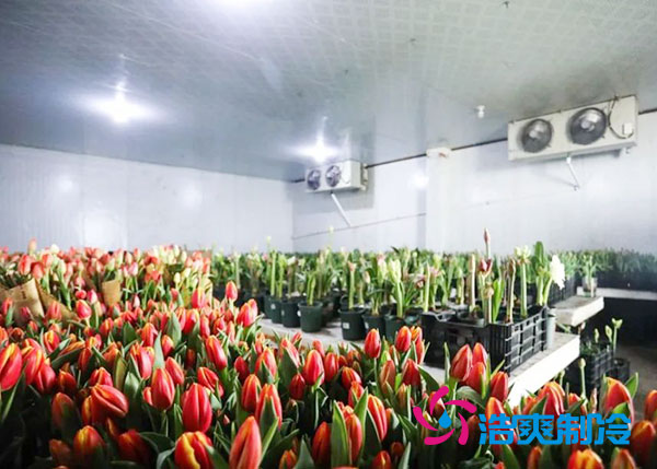 花卉冷库安装预算造价多少钱？-浩爽制冷